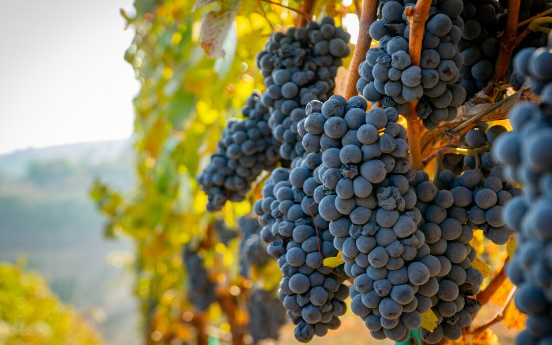 collection of grapes shown in a vineyard