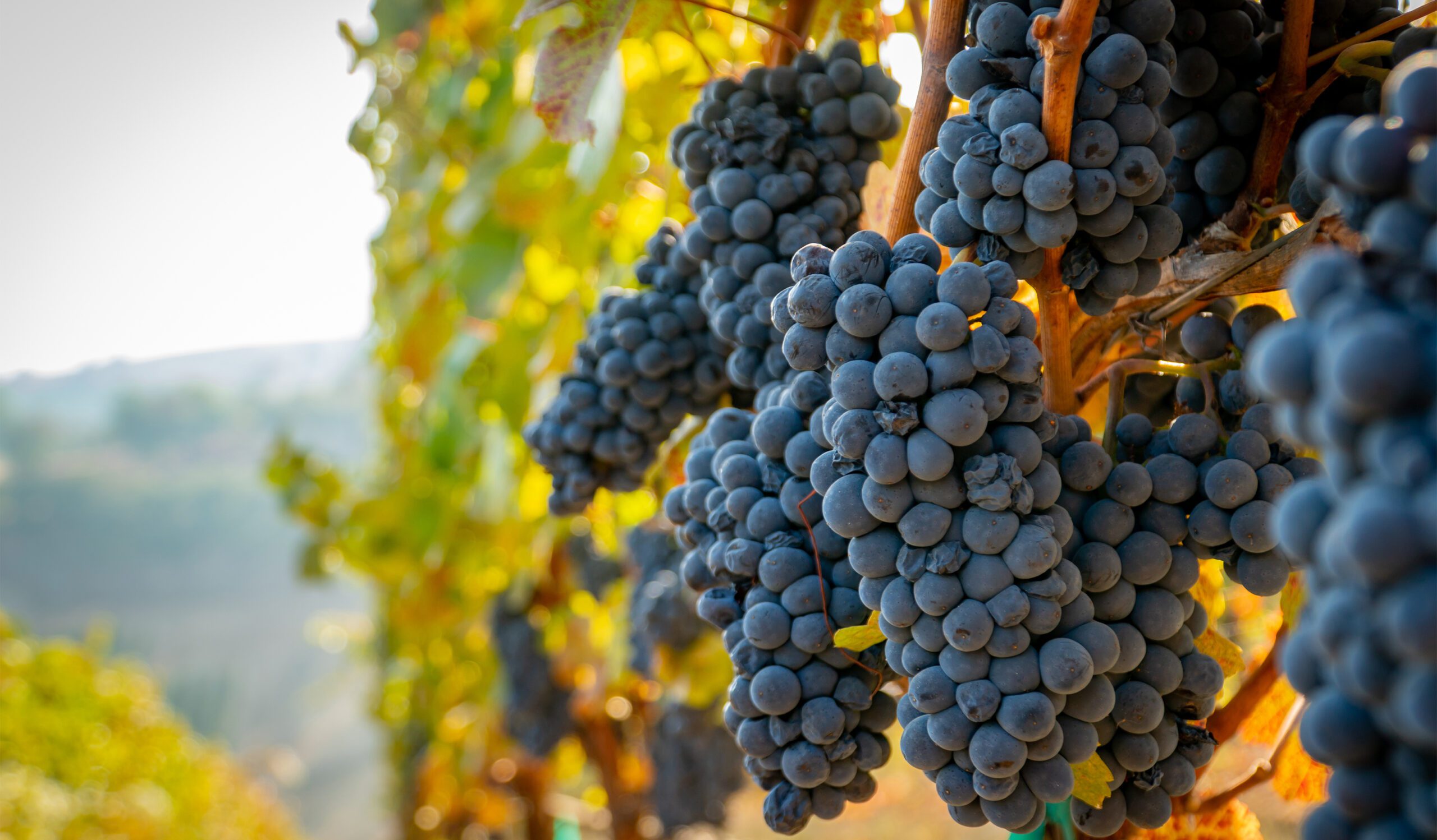 collection of grapes shown in a vineyard