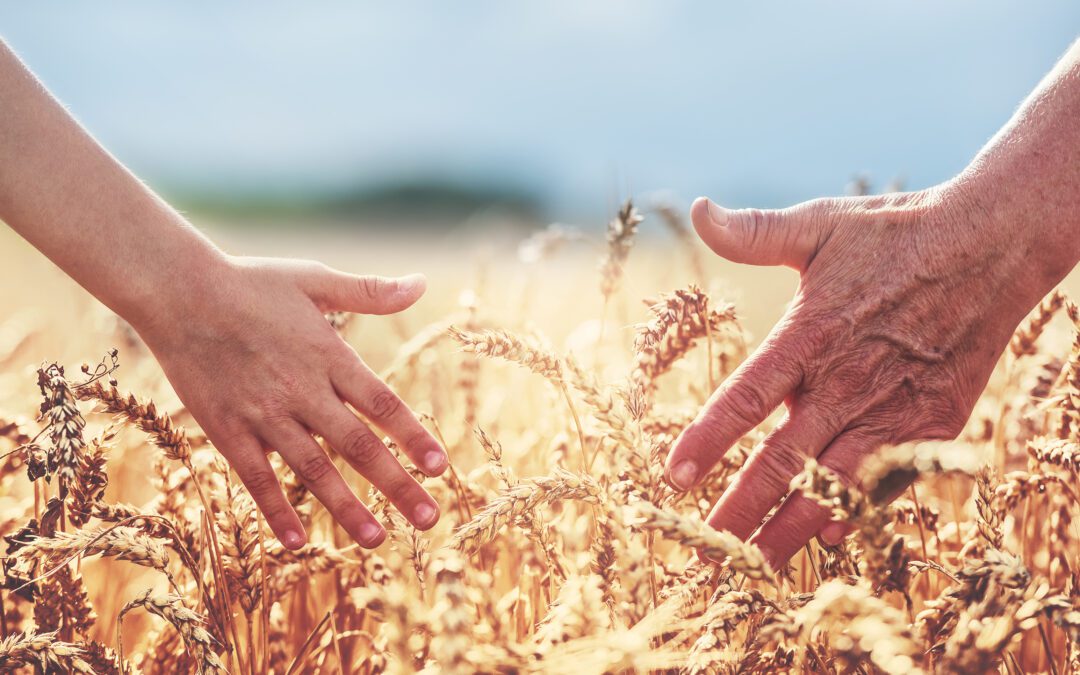 two hands shown in a wheat field; one of a young child, the other of an old man