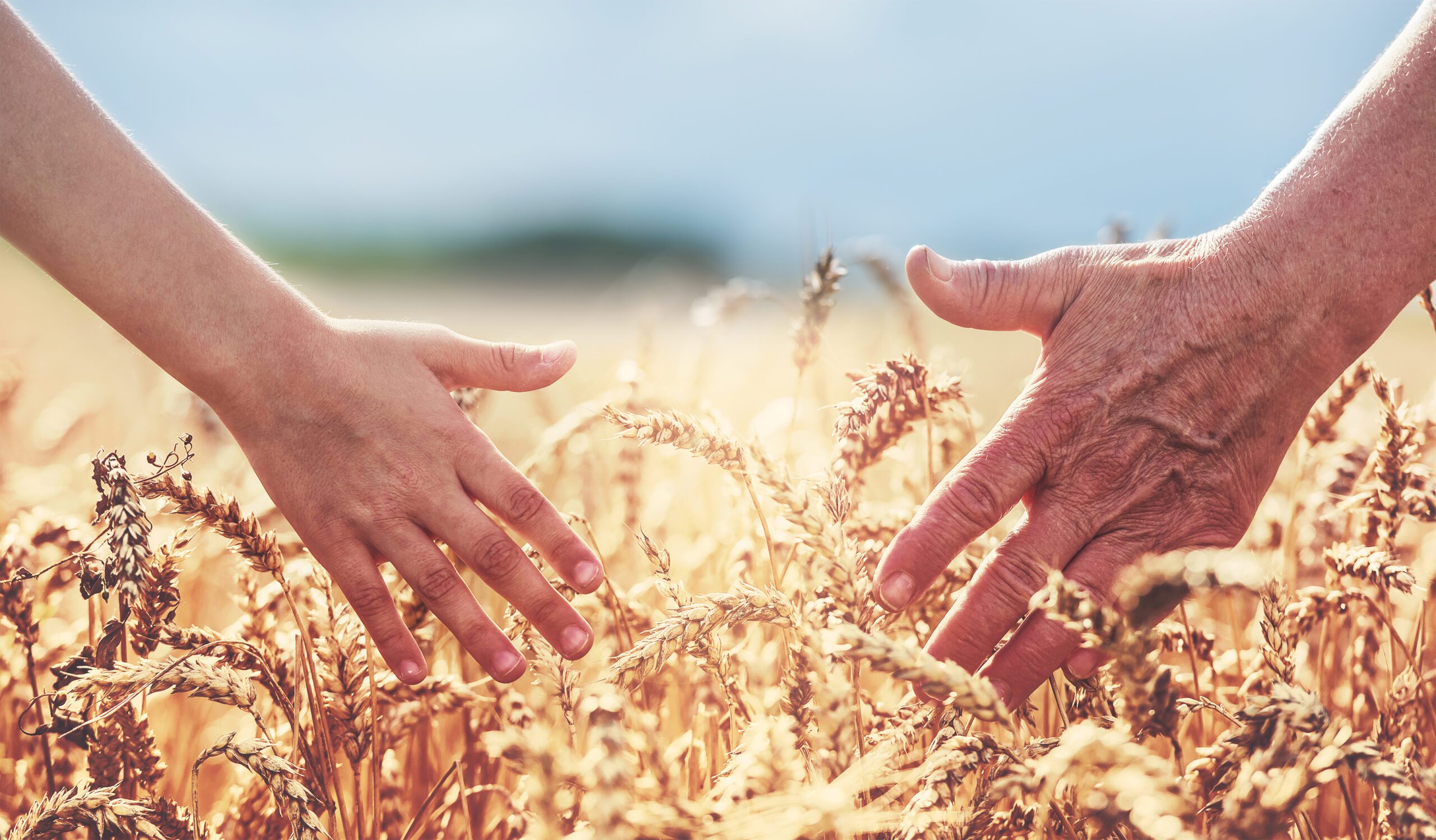 two hands shown in a wheat field; one of a young child, the other of an old man