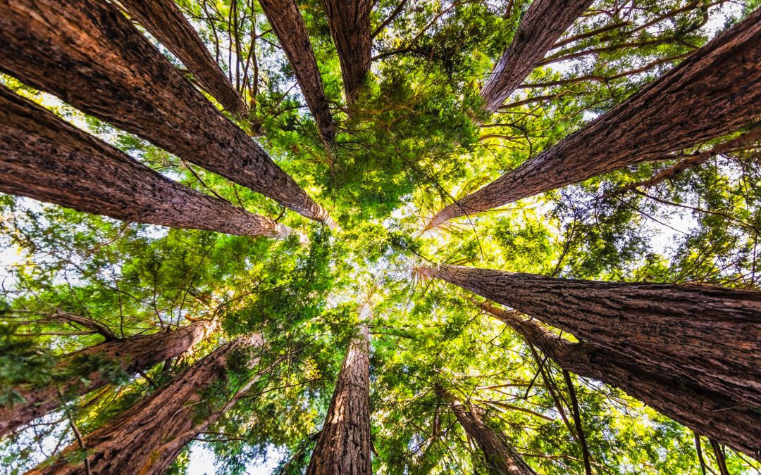 looking up at tall trees